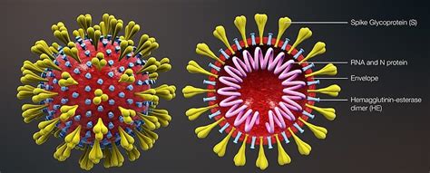what other viruses are similar to covid